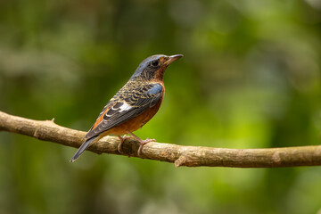 White-throated Rock-Thrush perched on a branch in the forest