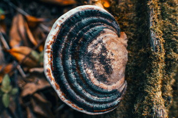 forest mushrooms that grow on logs