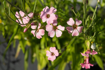 Saat Kuhnelke - rosa zarte Blüten 