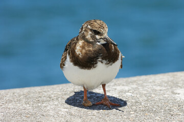 turnstone with injured leg