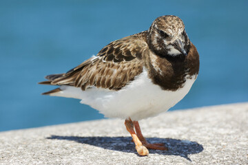 vuelvepiedras con pata lesionada