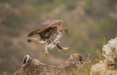 Majestic Bonelli's eagle taking flight from a rocky perch