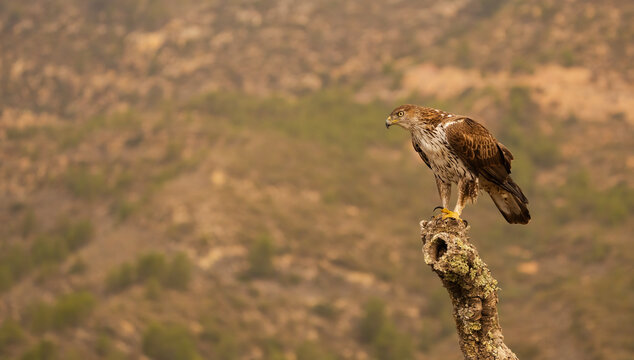 Bonelli's eagle perched on a branch in natural habitat