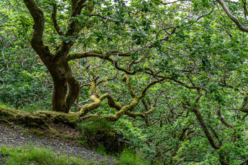 the circular walk around Llanberis lake , Snowdonia