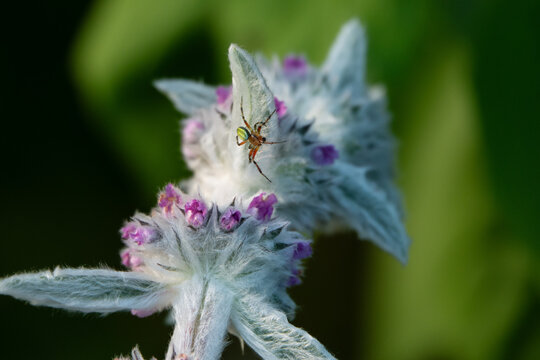 wundersch&ouml;ne kleine K&uuml;rbis-Spinne sitz an einer Bl&uuml;te eines Woll-Ziest