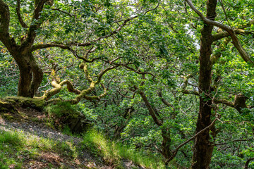 the circular walk around Llanberis lake , Snowdonia