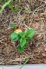 Potato above ground under mulch, growing, solanum tuberosum
