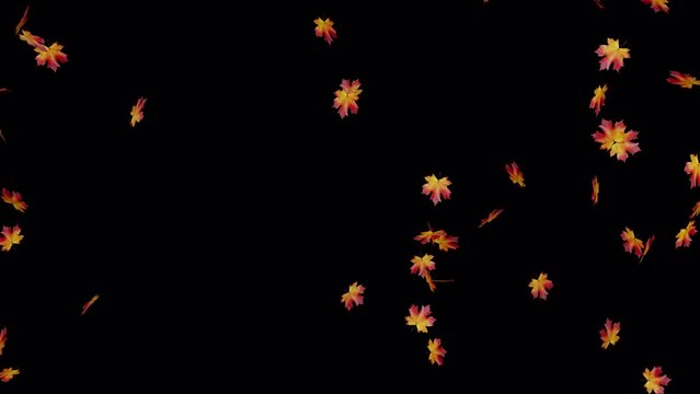 autumn leaves faling isolated on transperant background pro res 4444