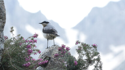 wheatear (Oenanthe oenanthe ) Culbianco