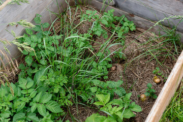 Potato above ground under mulch, growing, solanum tuberosum