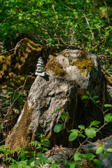 Balanced Stone Cairn on Mossy Rock in Forest