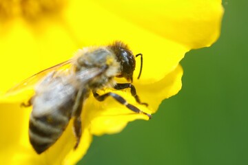 close up of a bee on a pretty yellow flower