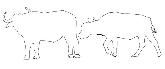hand drawing of buffalo
