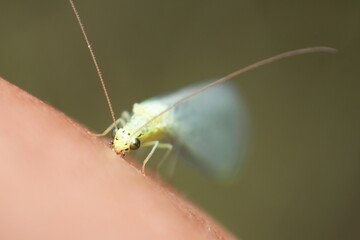 Closeup of a common green lacewing, Chrysoperla carnea, sitting on human skin