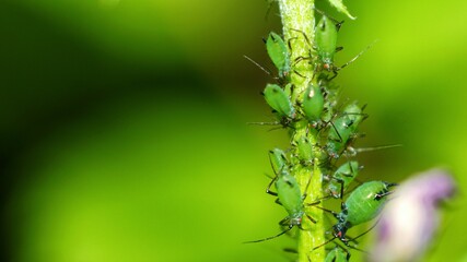 Geburt einer Erbsenlaus (Acyrthosiphon pisum)