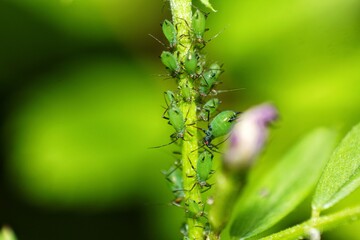 Geburt einer Erbsenlaus (Acyrthosiphon pisum)