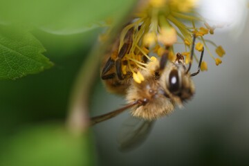 close up of bee on a flower