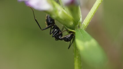 a black ant (Camponotus japonicus) in the grass