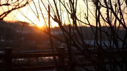Golden hour glow peeking through the intricate silhouette of bare tree branches at sunset, casting...