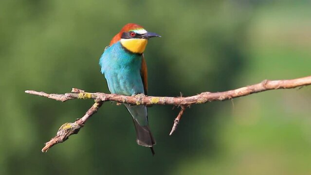 colored bird of paradise sings on a branch