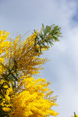 Branch of mimosa in town