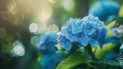 A close-up shot of vibrant blue hydrangea flowers in full bloom with a soft-focus background, capturing the beauty of nature.
