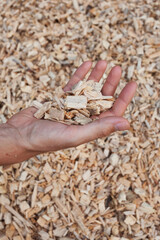 A hand holds shredded wood which is used to fuel wood boilers.