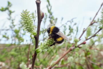 Bumblebee on a Salix