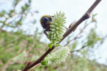 Bumblebee on a Salix