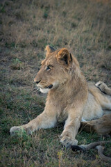 A young curious male lion lifting its head and looking into the distance, Greater Kruger. 