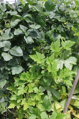 leaves in the herb garden
