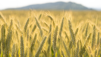 Fototapeta premium Agriculture background - Landscape of summer grain barley field under blue cloudy sky with sunshine in Germany