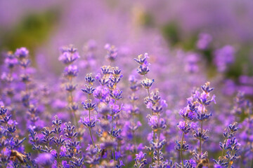 Blossoming lavender purple flowers on a field in gentle sunset light, amazing fragrant herb, natural agricultural background suitable for wallpaper or cover. Image with selective focus