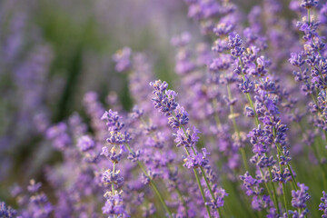 Blossoming lavender purple flowers on a field in gentle sunset light, amazing fragrant herb, natural agricultural background suitable for wallpaper or cover. Image with selective focus