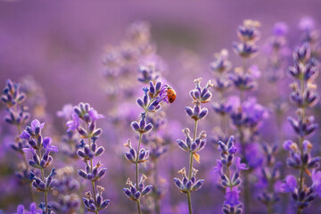 Lovely ladybug on blooming lavender purple flower on a field in gentle sunset light, amazing fragrant herb, natural agricultural background suitable for wallpaper or cover. Image with selective focus