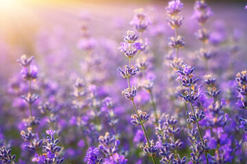 Obraz premium Blossoming lavender purple flowers on a field in gentle sunset light, amazing fragrant herb, natural agricultural background suitable for wallpaper or cover. Image with selective focus