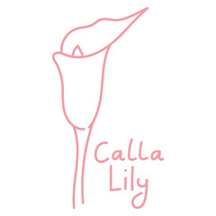 Doodle illustration in the form of a pink calla lily with a cute name. Isolated hand-drawn drawing with a wide line. shades of pink on white. Romantic silhouette for a holiday on postcards for wedding