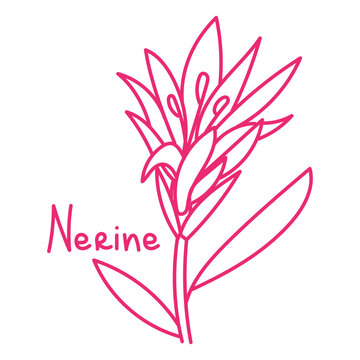 Doodle illustration in the form of a pink nerine with a cute name. Isolated hand-drawn drawing with a wide line. shades of pink on white. Romantic silhouette for a holiday on postcards for a wedding