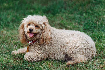 red poodle lying on green grass in park in sunny summer day, dogwalking concept
