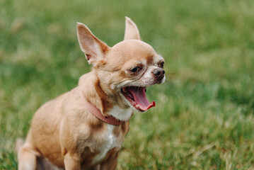 brown chihuahua sitting and yawning on green grass in park in sunny summer day, dogwalking concept, copy space