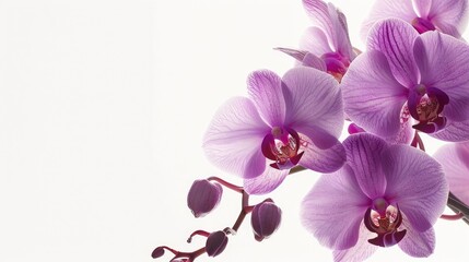 Obraz premium Stunning purple orchids captured against a white background