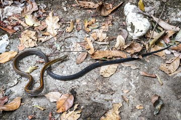 non-venomous snake. Black Copper Rat Snake - Coelognathus flavolineatus in the community forest of southern Thailand.