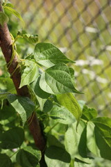 green leaves in the garden