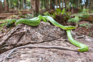 A harmless and non-venomous snake. Red-tailed Racer (Gonyosoma oxycephalum) on a rock in a forest park in Thailand.