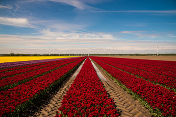 field of colorful tulips and blue sky