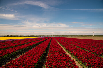 field of colorful tulips and blue sky