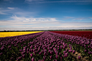 field of colorful tulips and blue sky