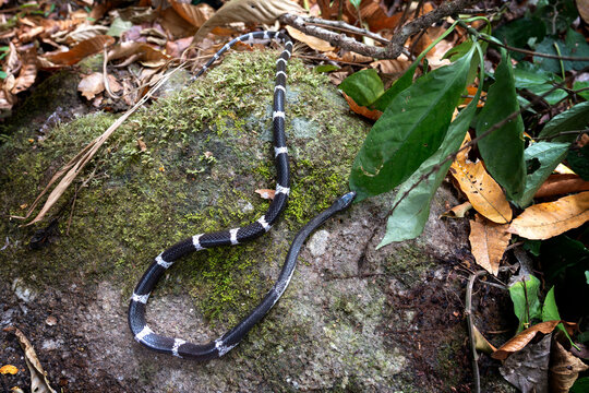 A harmless and non-venomous snake the body is white and black. Snake-eater Wolf Snake (Lycodon ophiophagus) in the forests of southern Thailand.