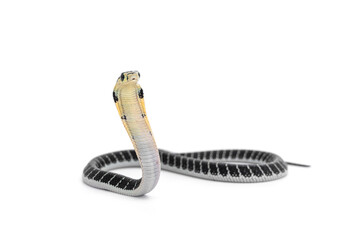 King of snakes. Baby king cobra snake - Ophiophagus bungarus from the forests of southern Thailand isolated on white background.