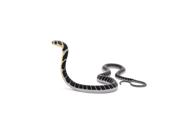 King of snakes. Side of Baby king cobra snake - Ophiophagus bungarus from the forests of southern Thailand isolated on white background.